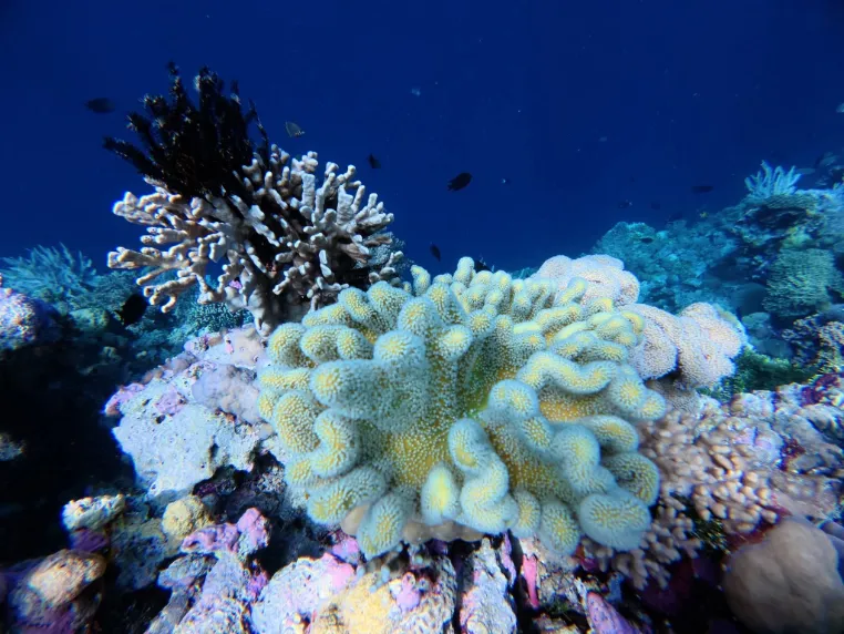 Tomia Coral Reef Snorkeling
